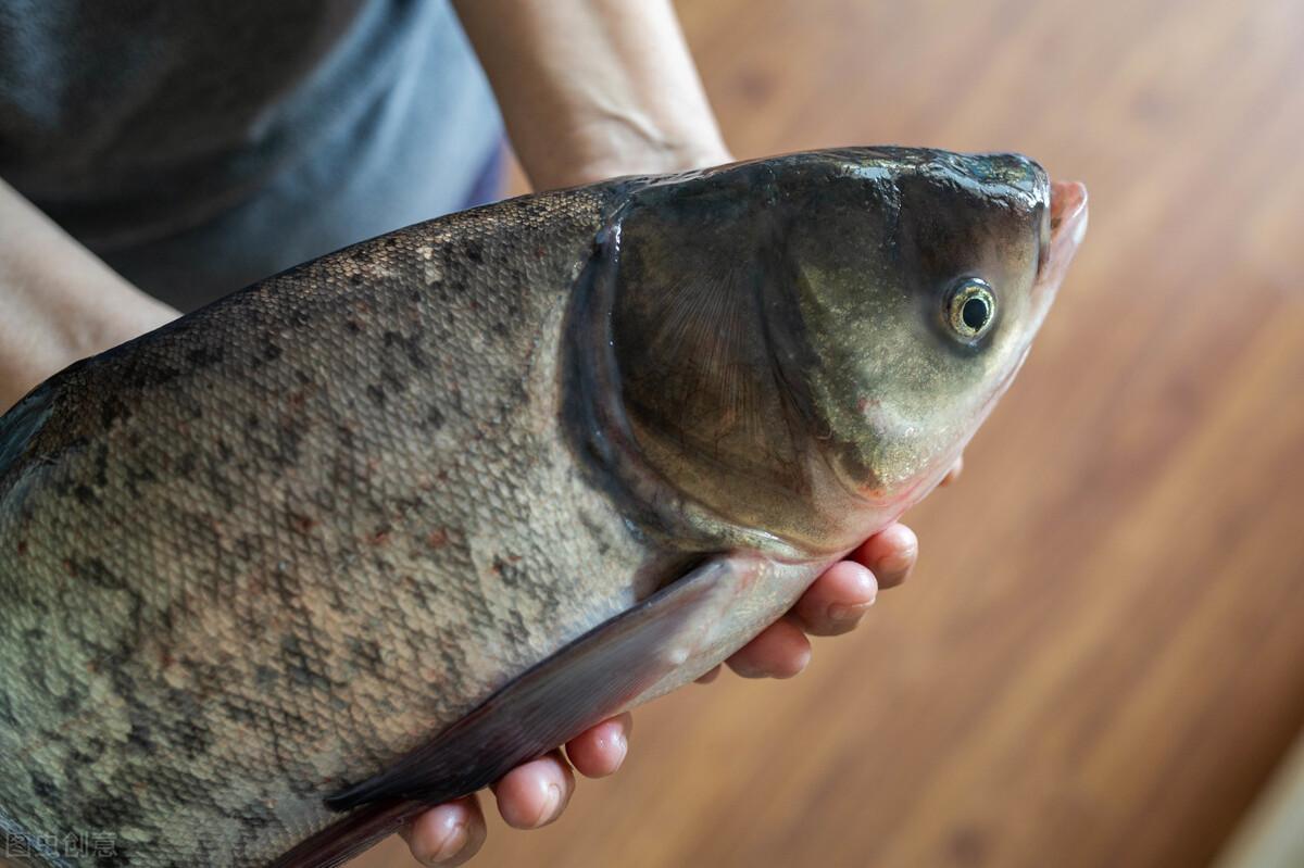 钓花鲢鱼技巧视频教程(5月钓鲢鳙全攻略) - 去钓鱼
