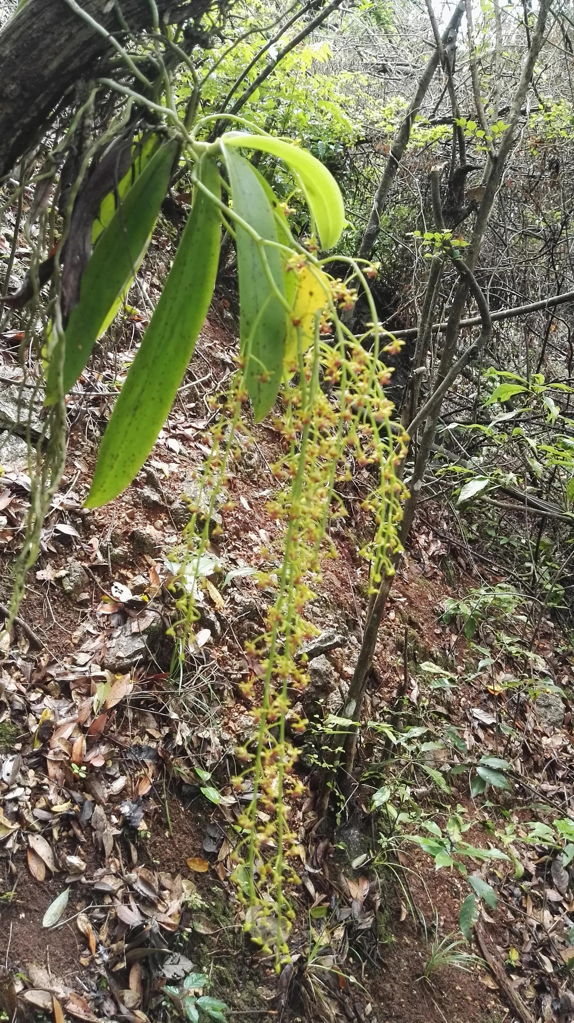 中药红毛芹图片图片