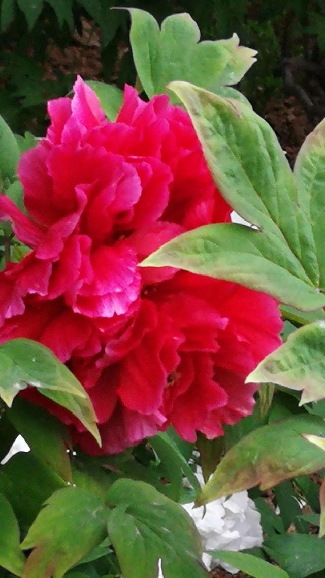 前车之鉴什么意思，我是你的前车之鉴是什么意思怎么解（前车之鉴、草菅人命、投鼠忌器）