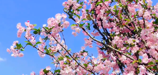 郑州樱花园在哪里，去郑州看樱花哪里好（郑州适合春天适合带孩子玩的宝藏地）