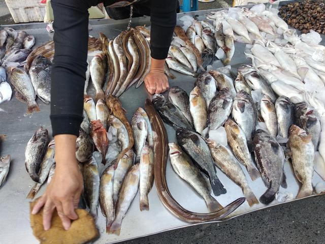 带鱼是海鱼还是淡水鱼，带鱼属于海鲜吗（中国常见的30种海鱼）