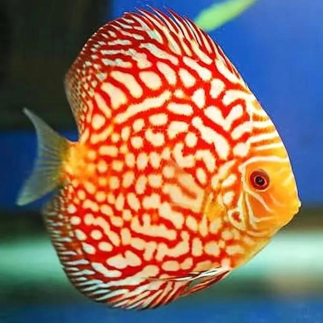 100多种神仙鱼欣赏，鳕鱼图片大全