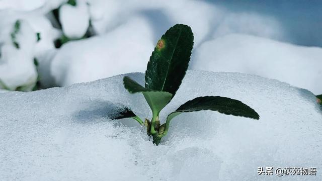 亵怎么读音是什么，亵这个字读什么音（200词正确发音--学会了）