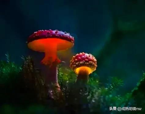 世界上最漂亮的蘑菇，世界上最漂亮的蘑菇是什么（精华总伴日风来。美丽的蘑菇）