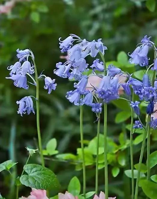 藍風鈴花語,藍風鈴花的花語(藍鈴花——野風信子)