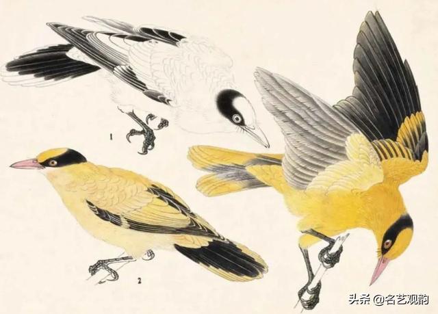 怎么画鸟,国画技法,工笔禽鸟技法(画小鸟的简笔画)