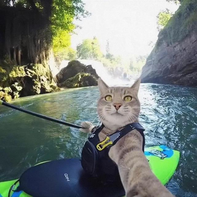 可爱的小动物图片，可爱的小动物头像微信（可爱的动物头像）