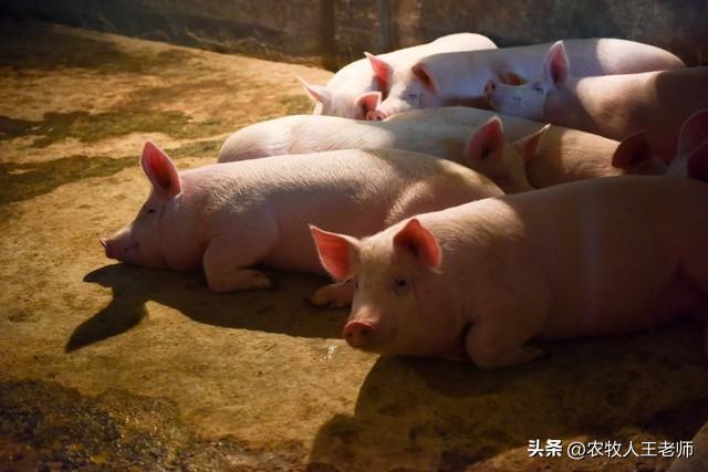 猪的特点有哪些生活习性,猪的行为习性