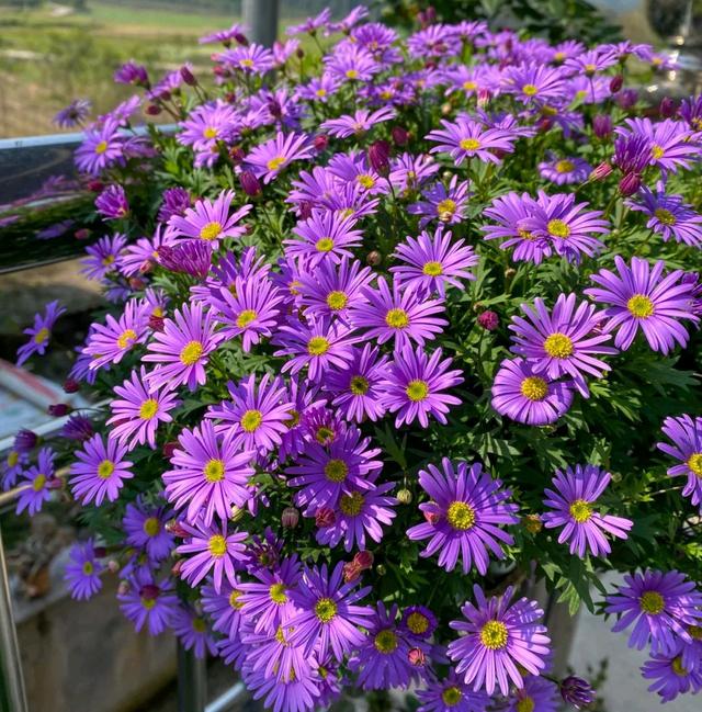 东阳台适合哪些开花植物，东阳台适合哪些开花植物图片（100种花能养在阳台上）