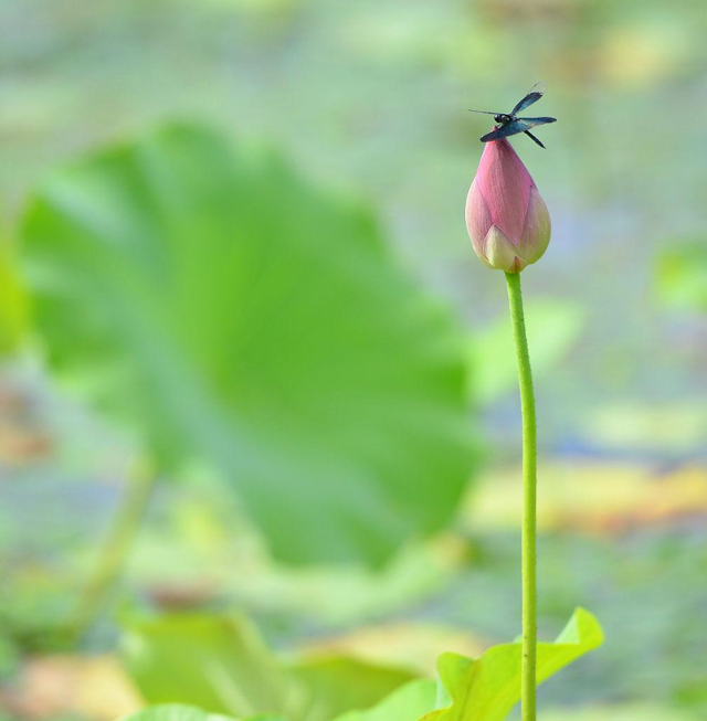 不被理解的心情的句子，辛苦还不被理解的心情句子（“小荷才露尖尖角”惹怒家长）