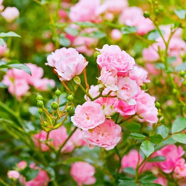 粉玫瑰花语是什么，10朵粉玫瑰花语是什么（粉玫瑰的花语是初恋、爱的宣言、永恒的爱、铭记于心）