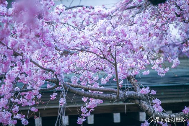 中国樱花是什么季节开，樱花是什么季节开的呀（贵州平坝70万株樱花即将盛开）