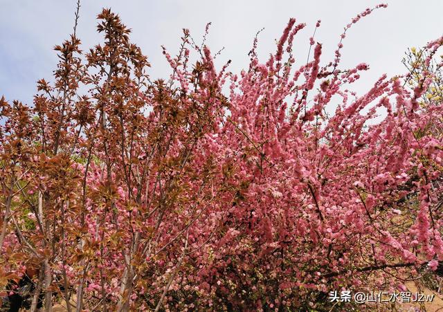 玉泉山樱花节午饭在哪里吃合适，2021-04-15