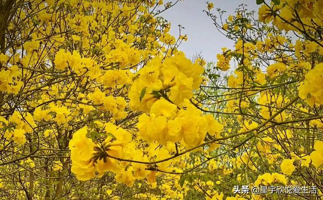 黄风铃花的花语和寓意，黄风铃花的花语和寓意和象征（分享图片——三月的黄风铃花）