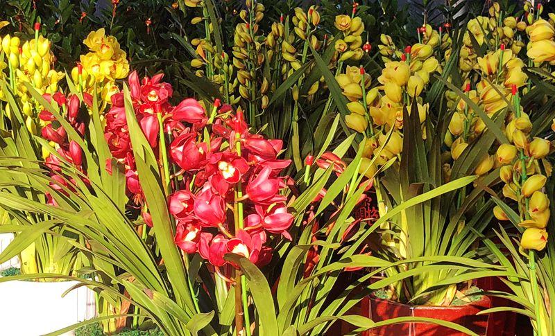 麒麟花的寓意是什么，客厅摆放麒麟的图片（海南迎春花市年味渐浓）