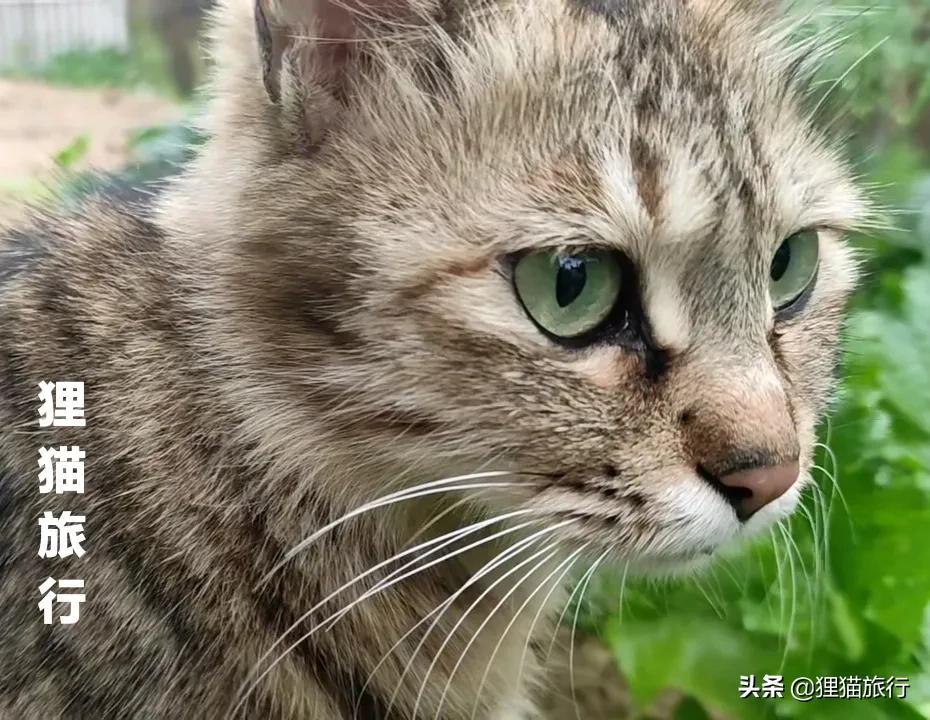 欧洲国家面积排名(欧洲的领土面积有多大)