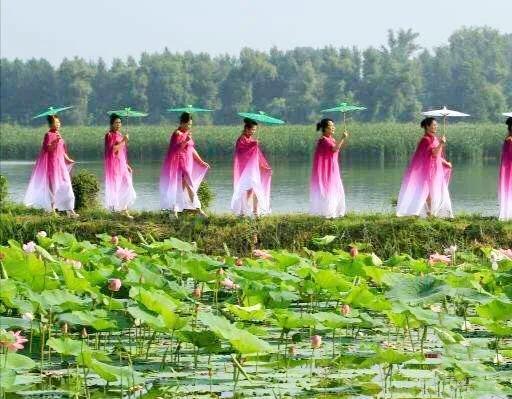 夏天荷花的描写，描写夏天荷花的景色（夏日荷花別样美）
