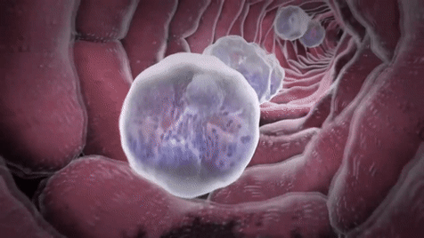 麝香的营养价值，麝香具有什么功效（价值贵重的5种生物体液盘点）