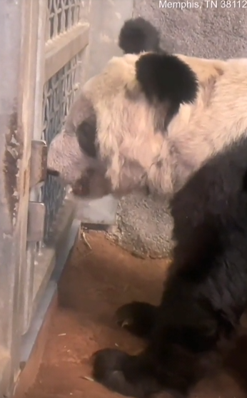 丫丫现身纽约时代广场，丫丫现身纽约时代广场大屏（什么才是真正的好消息）