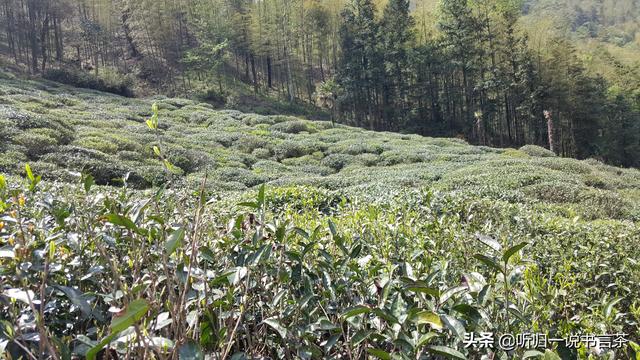 怎么样分辨金骏眉茶真假，如何辨别金骏眉茶叶的真假（你买的金骏眉是真还是假）