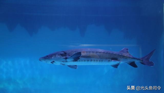 长江名贵鱼前十名，10大凶猛淡水鱼（我国保护的鱼类有87种）