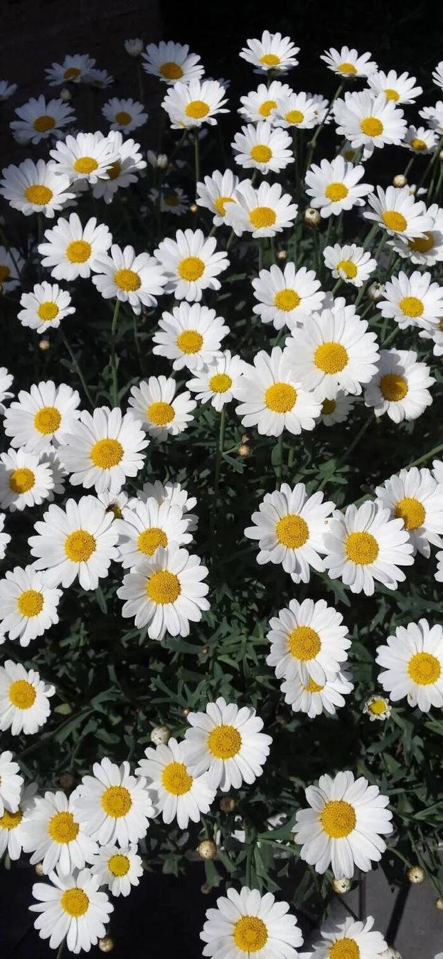 1,小雏菊壁纸‖ 生活如果不宠你,更要善待自己