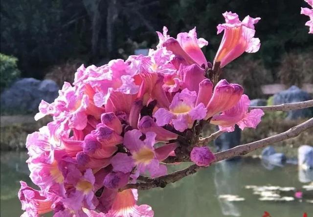 紫花风铃木可以盆栽吗，紫花风铃木北方能成活吗（分享——紫花风铃木）