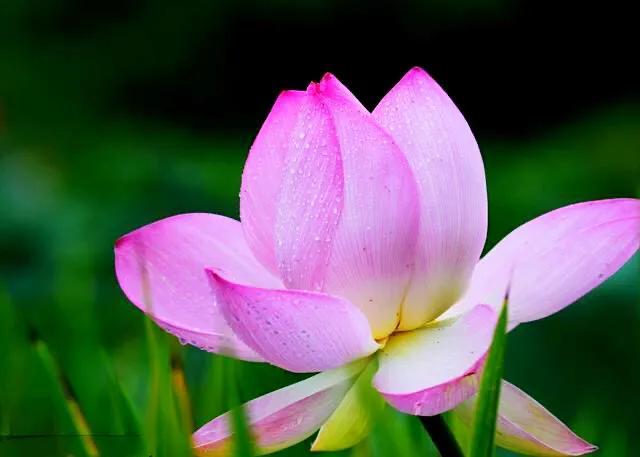 夏天荷花的描写，描写夏天荷花的景色（夏日荷花別样美）