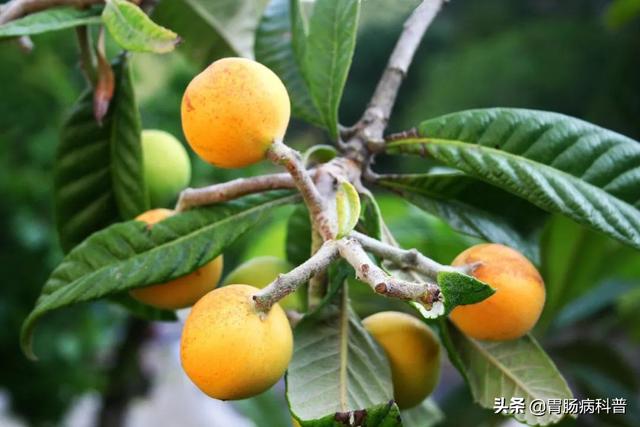 曼陀罗花的图片，曼陀罗花是什么（301味中药材的原植物彩色图谱）