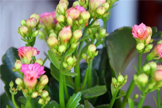 春节花卉品种大全大图，春节遇花期，五彩斑斓过新年