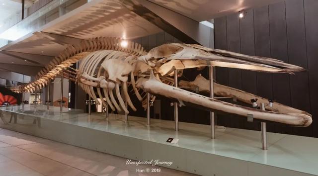 什么是具足虫，具足虫平安名堇（窥探奇异生物的世界）