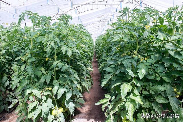 什么东西又大又红，又大又红的什么东西（学会了果实又大、又红、又好吃）