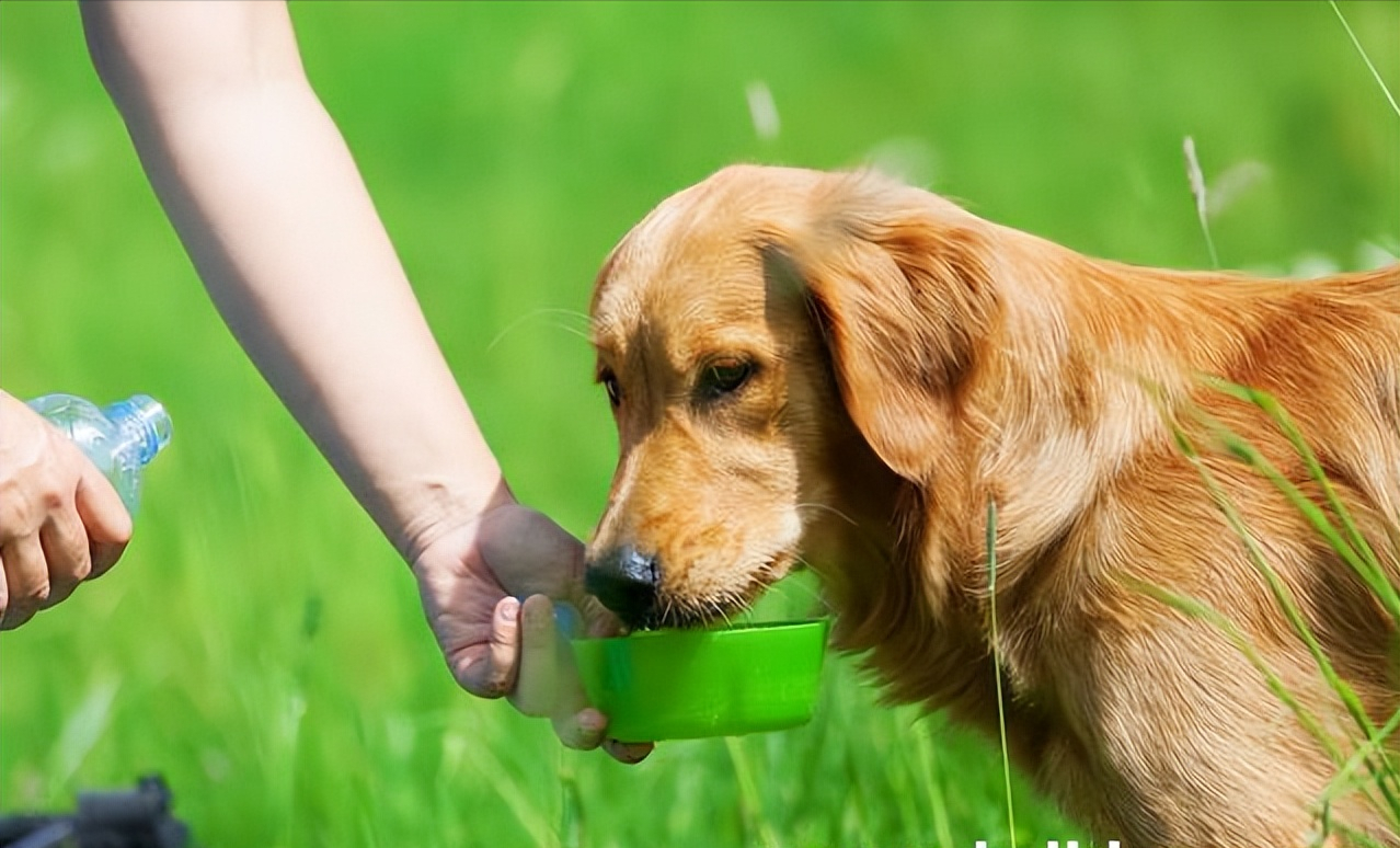 狗狗每天需要多少盐 狗一天吃多少盐合适