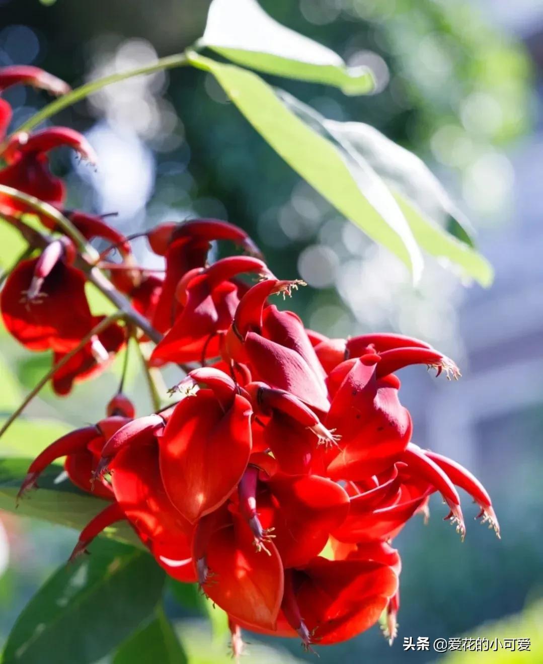 各国的国花是什么花，世界各国的国花是什么（一花一世界‖世界各国的国花你知道多少）