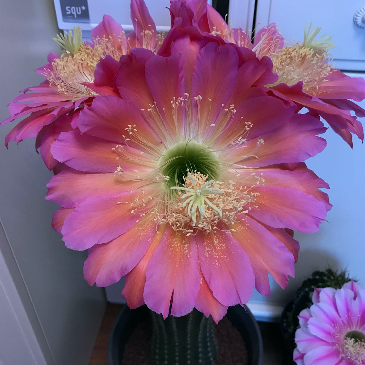 马齿苋多少钱一棵，马齿苋药材价格（堪称“死不了”）