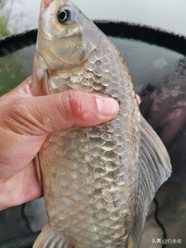 水库钓鱼技巧如何找准钓位与钓点，只需找到这2种位置