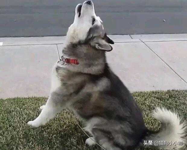 狼叫是什么意思，在狼群中学会狼叫是什么意思（狗子为何总发出“狼叫”声）