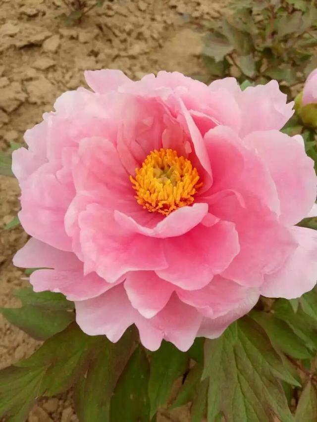 牡丹花简介，圣代牡丹花简介（有“3怕”要避开）