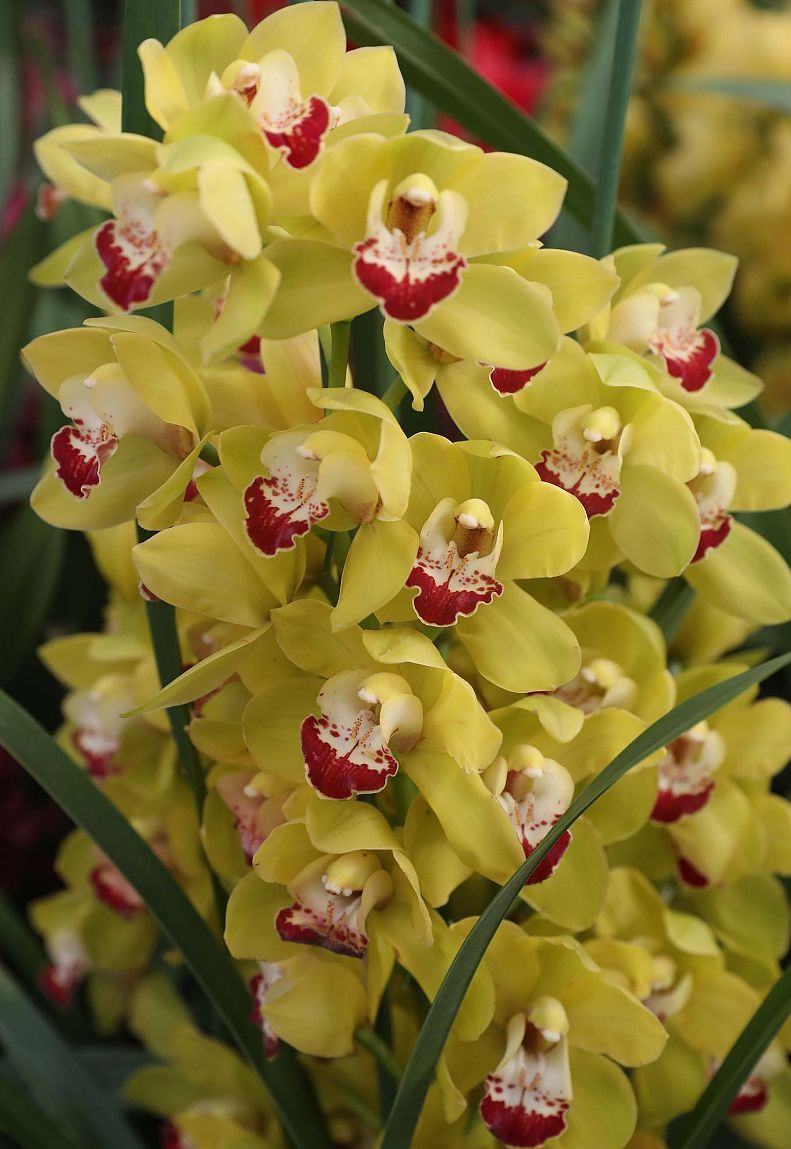 象征高贵的花，清冷而高贵的花（养在家里气质不凡）