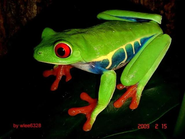 宠物兔的种类，十大新晋新奇萌宠，您了解多少（宠物兔的种类有哪些）