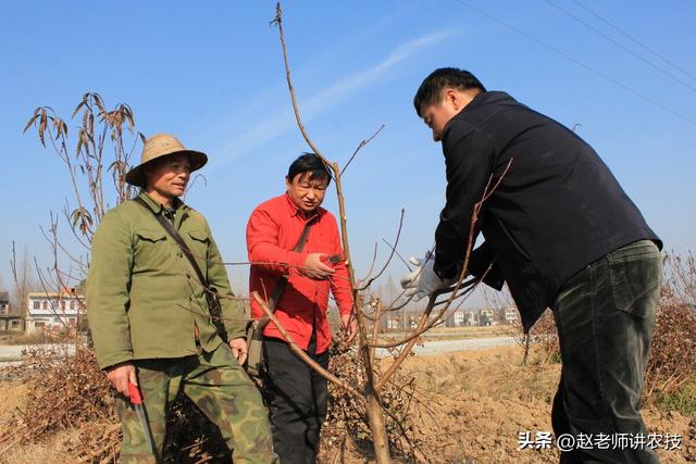 怎么选购园艺剪刀中的修枝剪，园艺剪刀 修枝剪（掌握4点修剪原则少走弯路）