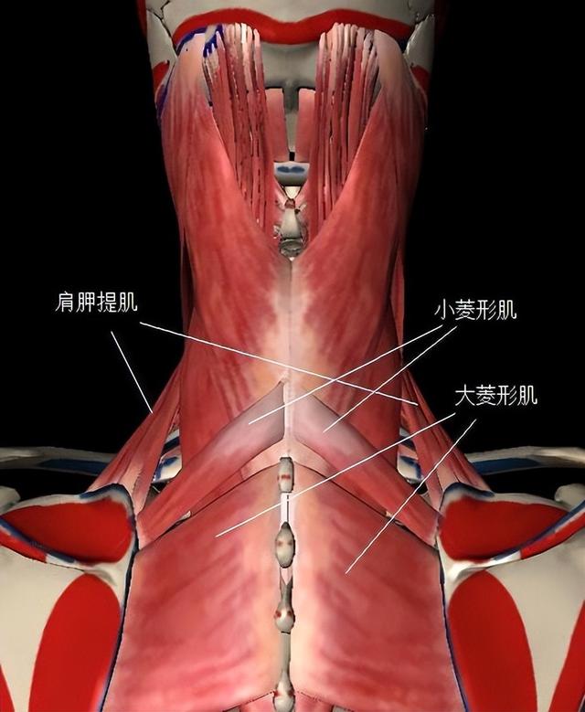 一头肌是什么，一头肌长什么样（骨骼肌的分类）