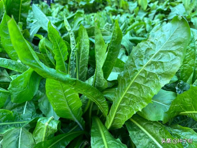 提摩西草怎么种植，提摩西草怎么种植方法（养牛羊、猪、家禽的优质牧草）