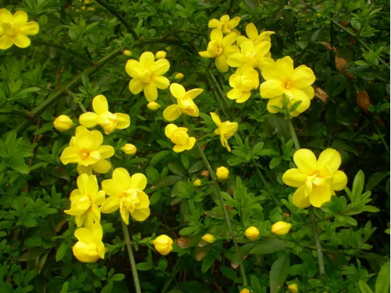 春天开的常见的花，春天的花有哪些（春天的花有哪些 名字）