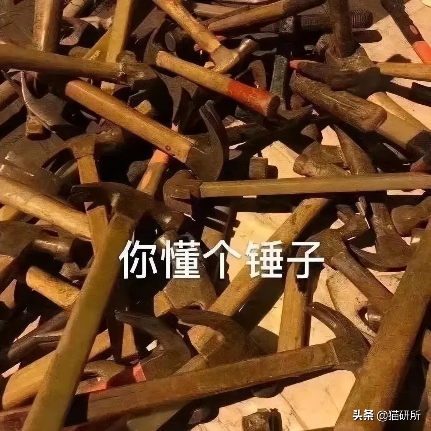 男猫咪高贵洋气的名字(有创意的公猫咪名字大全)