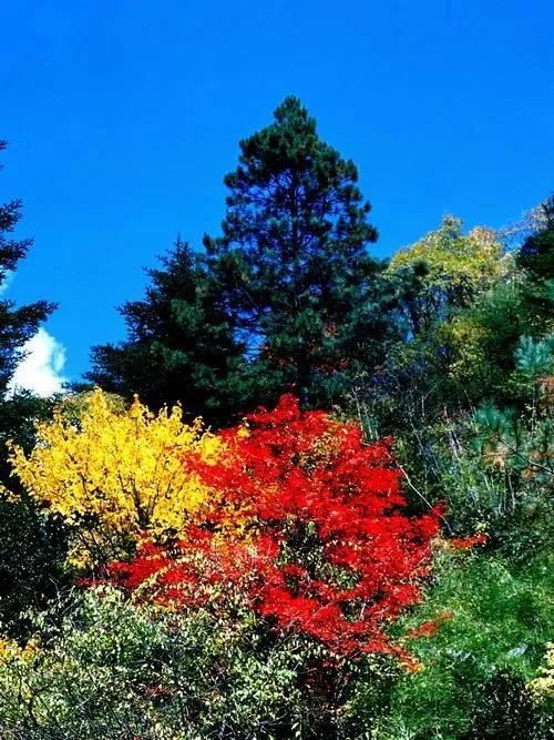 秋天是一个什么样的季节，秋天是一个什么样的季节写一段话（分享绝美秋色：叠翠流金）