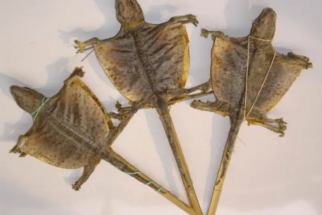 壁虎的寿命，壁虎的寿命有10年吗（为何能位居“五毒”之一）