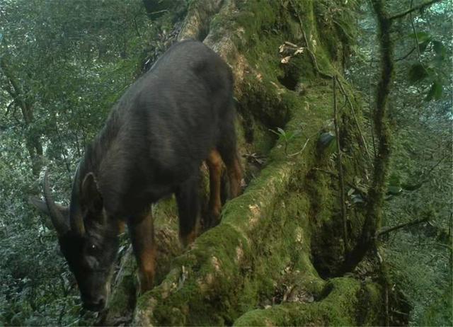 关于南方有蹄目介绍，偶蹄目的蹄子（湖南九嶷山发现传说中的“天马”）