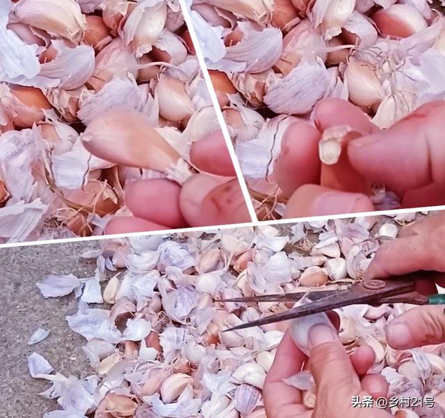 如何种大蒜头，一掰一剪两头浇水