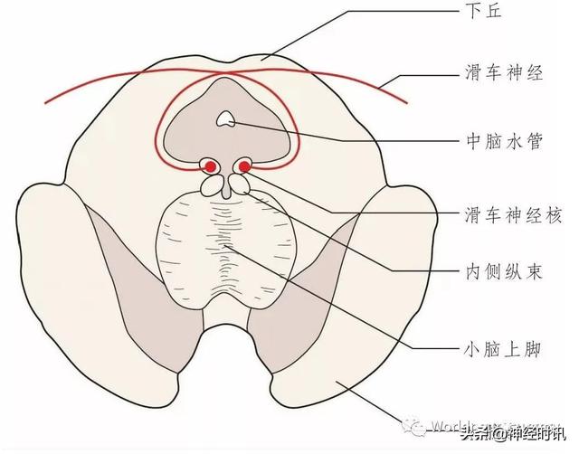 属于膜迷路的结构是，属于膜迷路的结构是蜗管蜗顶（彩图经典版│脑神经和脑神经核解剖）